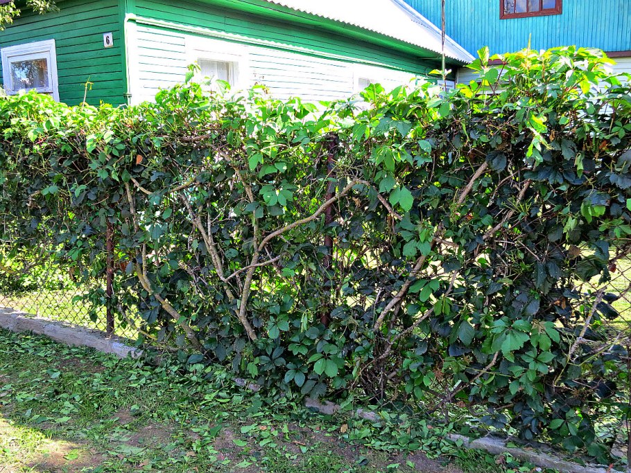 Девичий виноград Живая изгородь