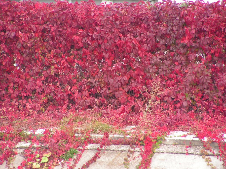 Виноград девичий пятилисточковый parthenocissus quinquefolia