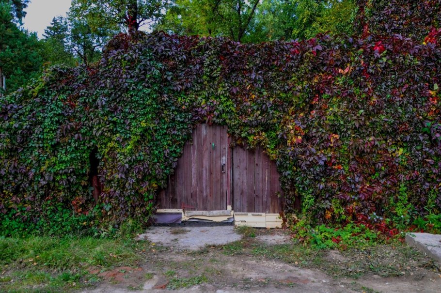 Шпалера для актинидии