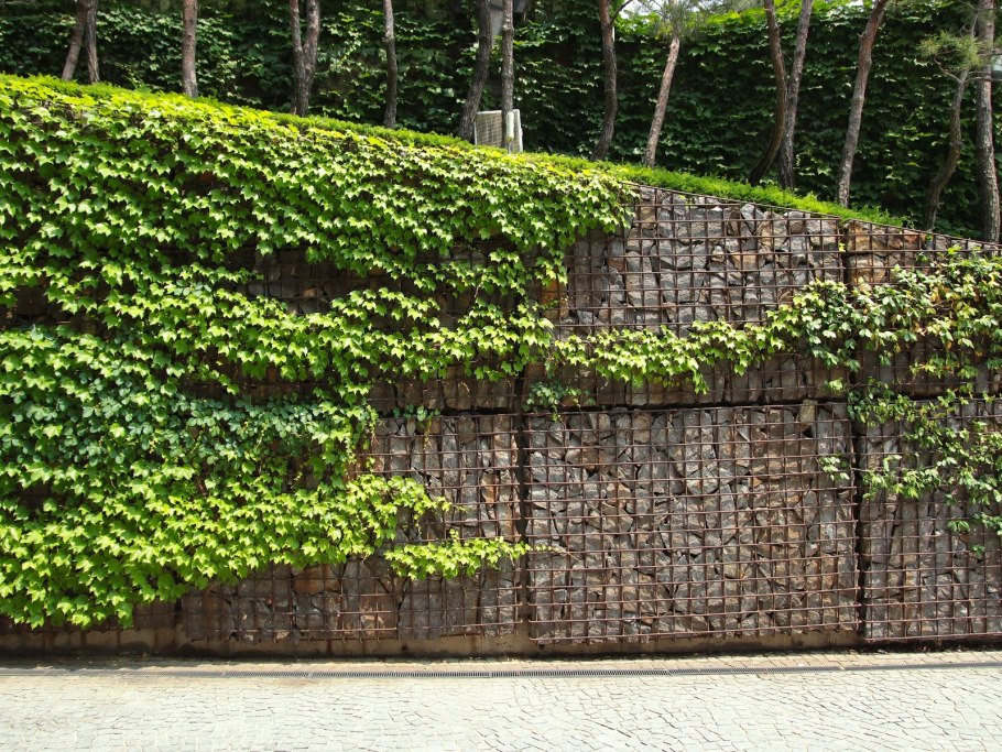 Виноград девичий плющ обыкновенный