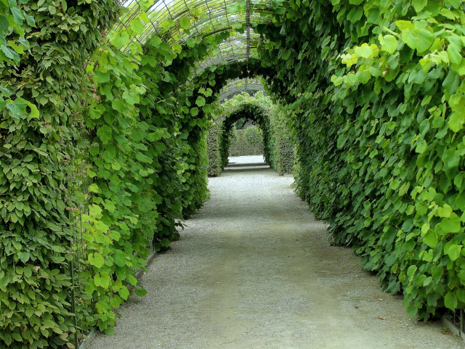 Живая изгородь (виноград + плющ) (аэлита)