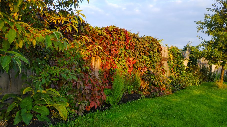 Девичий виноград пятилисточковый лиана