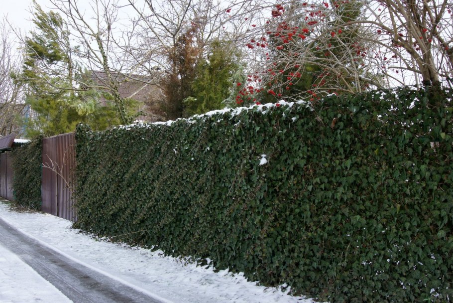 Плющ садовый вечнозеленый морозостойкий