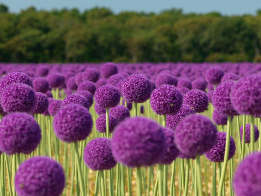 Лук Репка красный