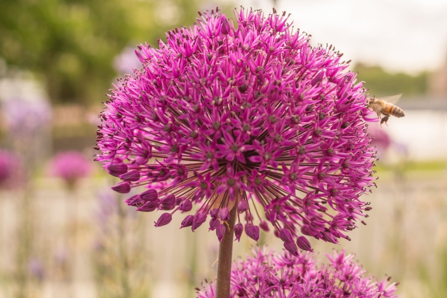 Гигантский лук (Allium giganteum