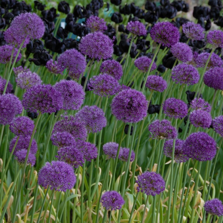 Allium bellulum (лук красивенький)