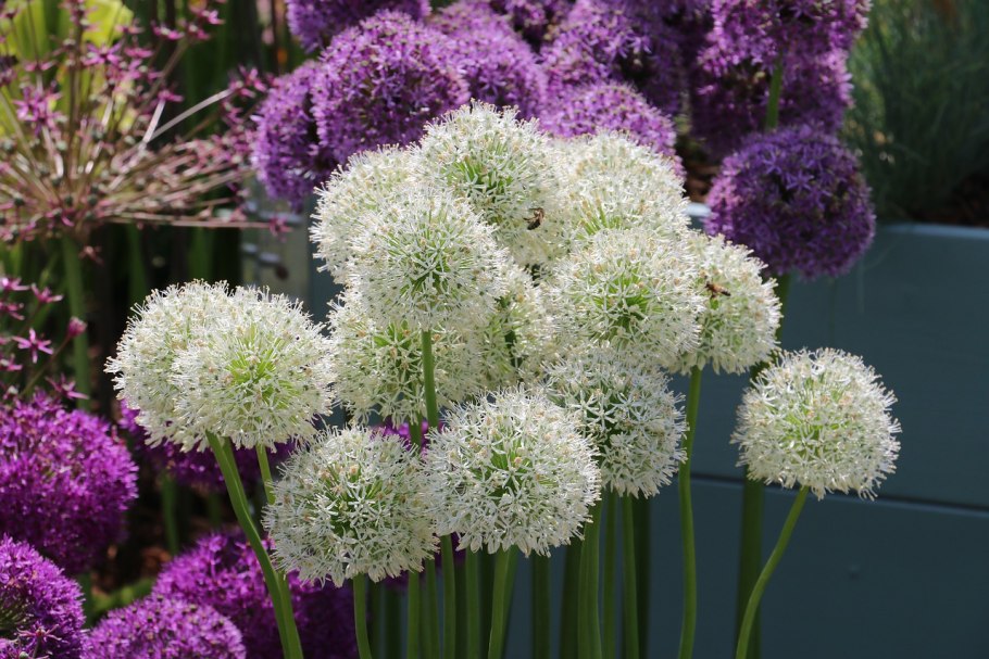 Лук с фиолетовыми цветами