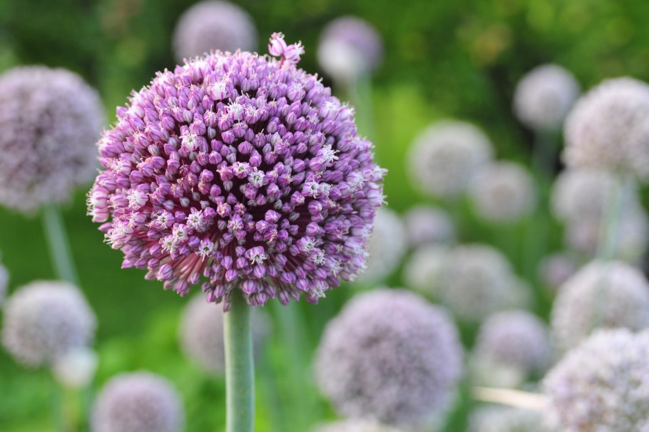 Allium сера
