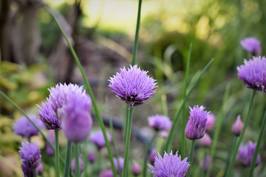 Allium ascalonicum