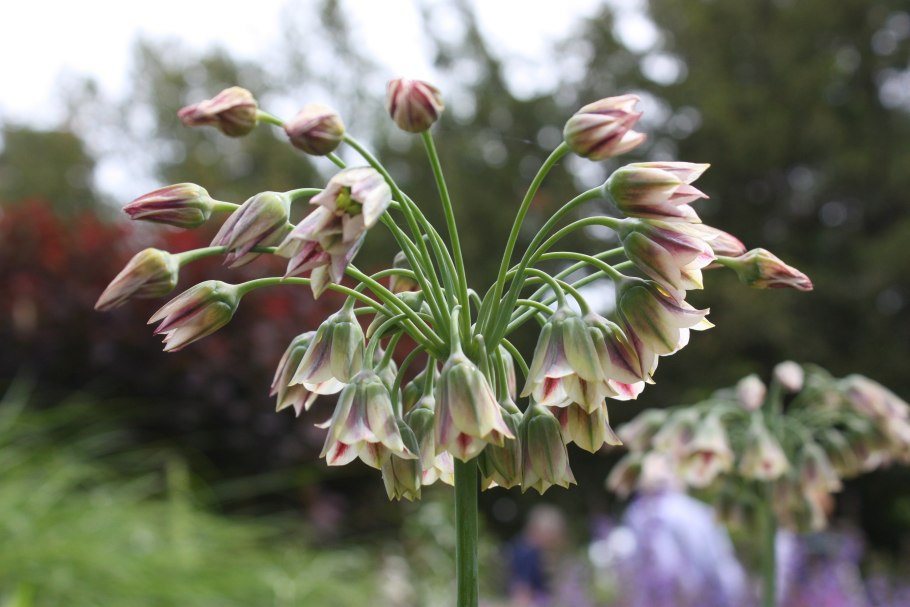 Лук-порей цветение