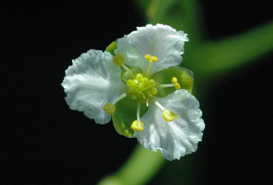 Кальдезию белозоролистную (Caldesia parnassifolia)