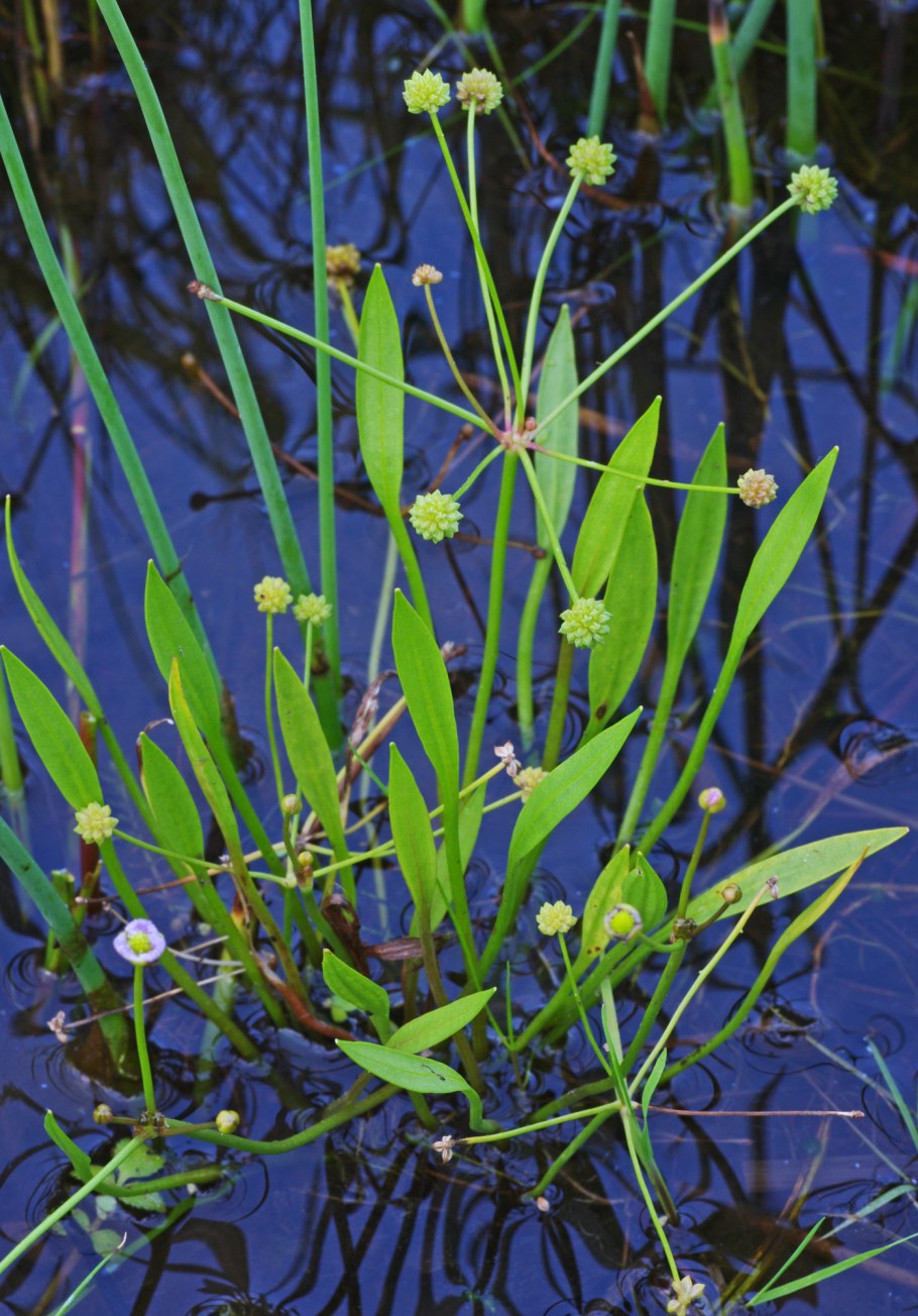 Alisma gramineum
