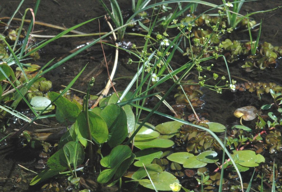 Кальдезию белозоролистную (Caldesia parnassifolia)