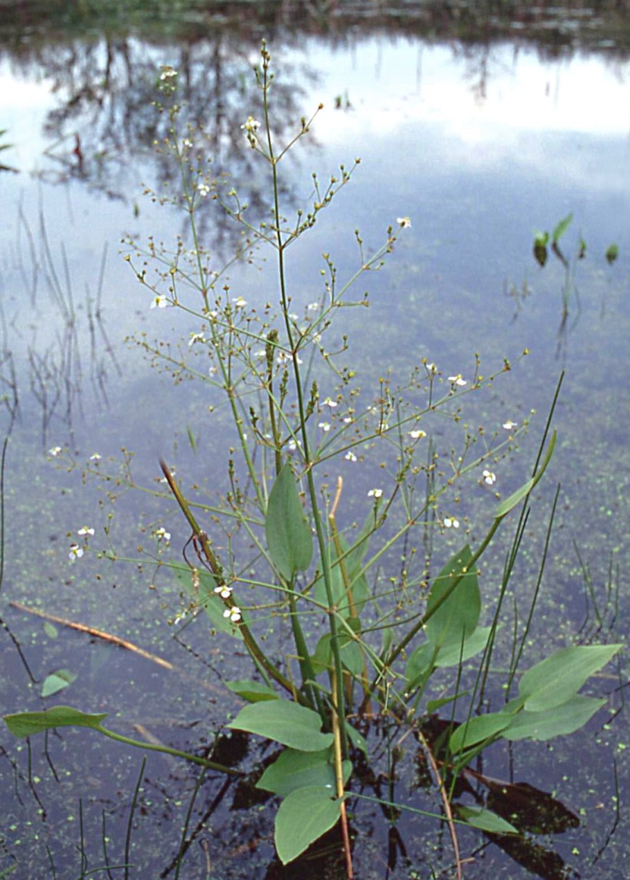 Caldesia parnassifolia