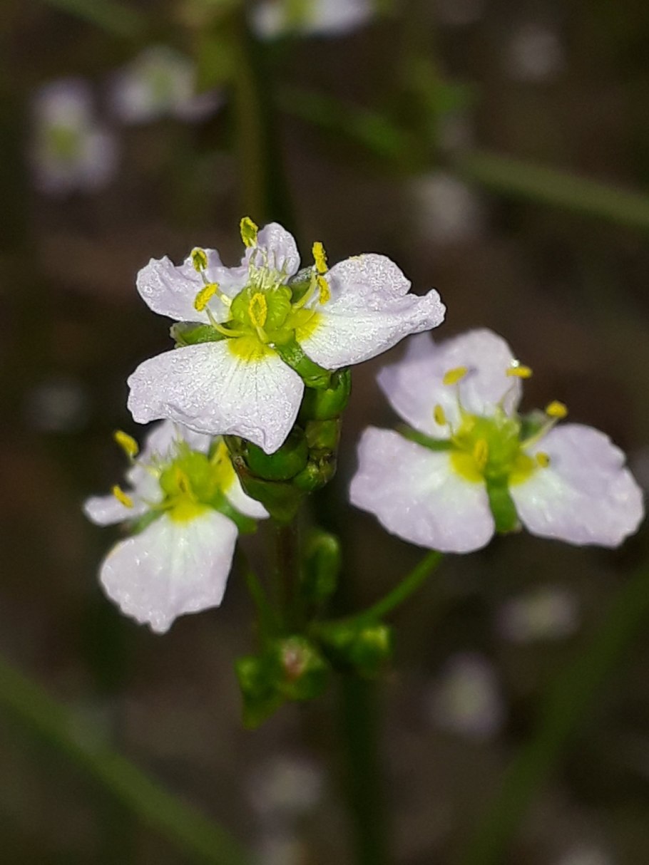 Caldesia parnassifolia