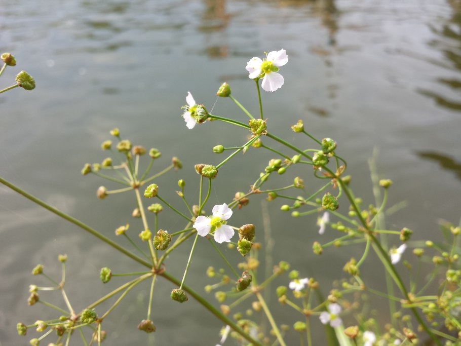 Caldesia parnassifolia