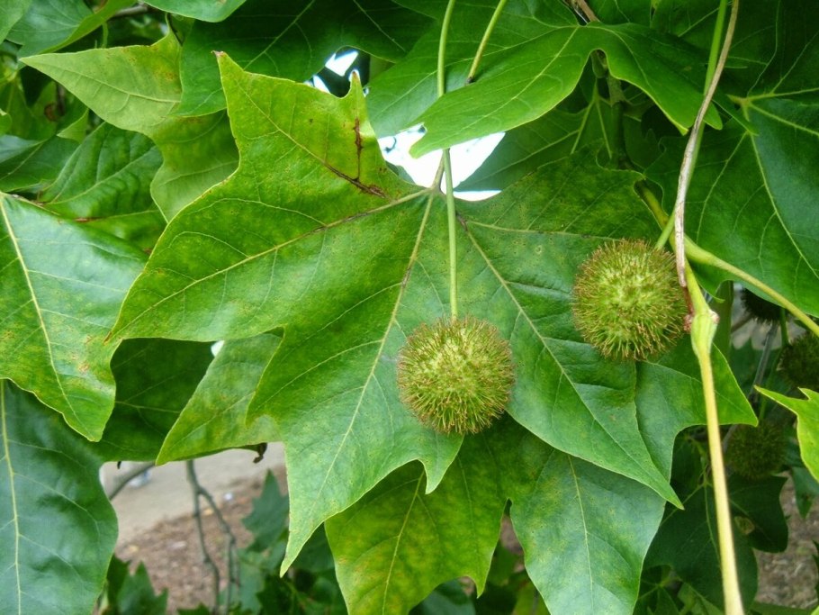 Platanus acerifolia