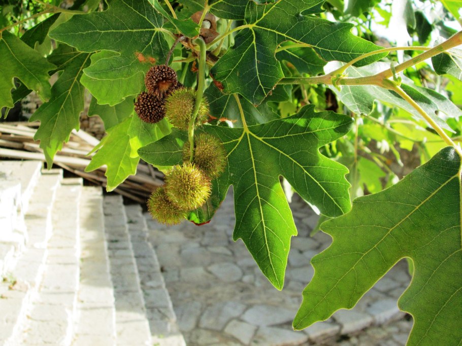 Платан клёнолистный