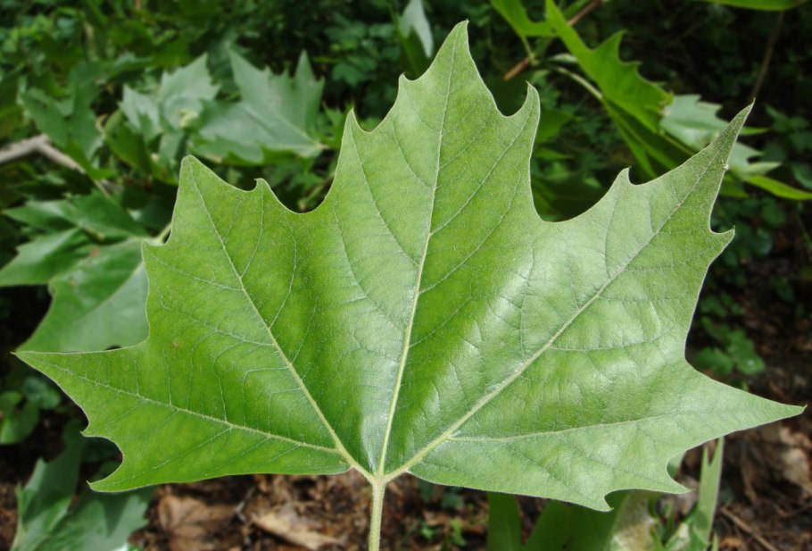 Платан Западный (Platanus occidentalis l.) ствол