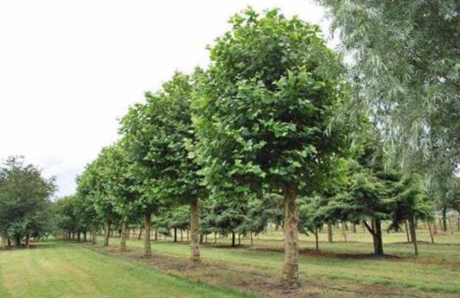 Platanus acerifolia