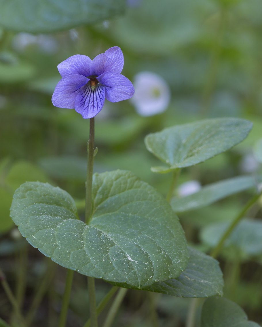 Viola epipsila