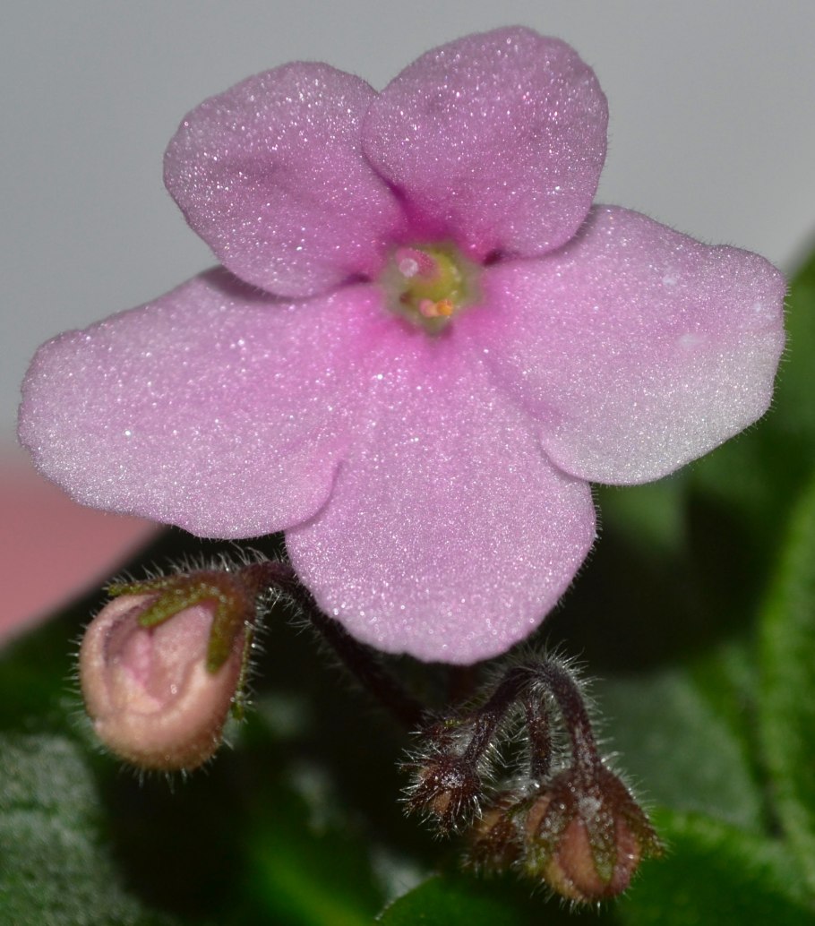 Фиалка Gingersnap