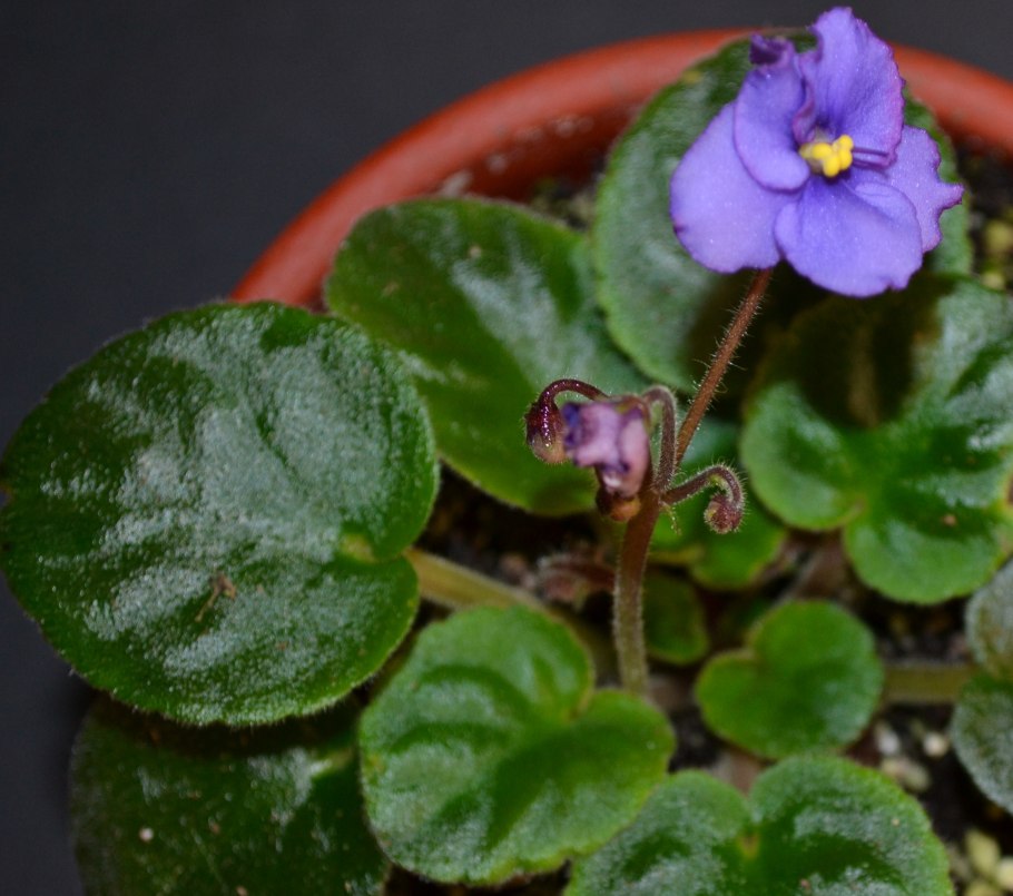 Фиалка Ле Тамара