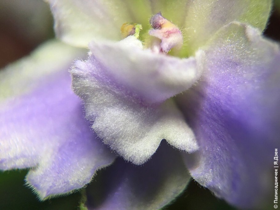 Viola epipsila клейстогамия