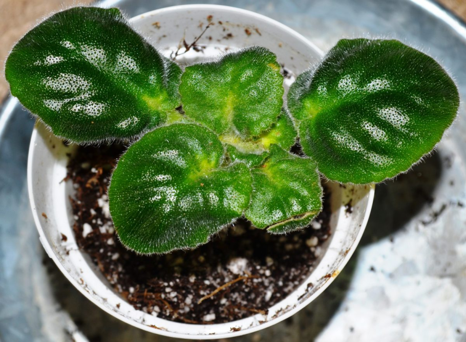 Фиалка клобучковая