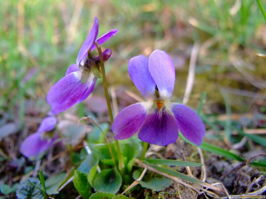 Фиалка топяная viola uliginosa