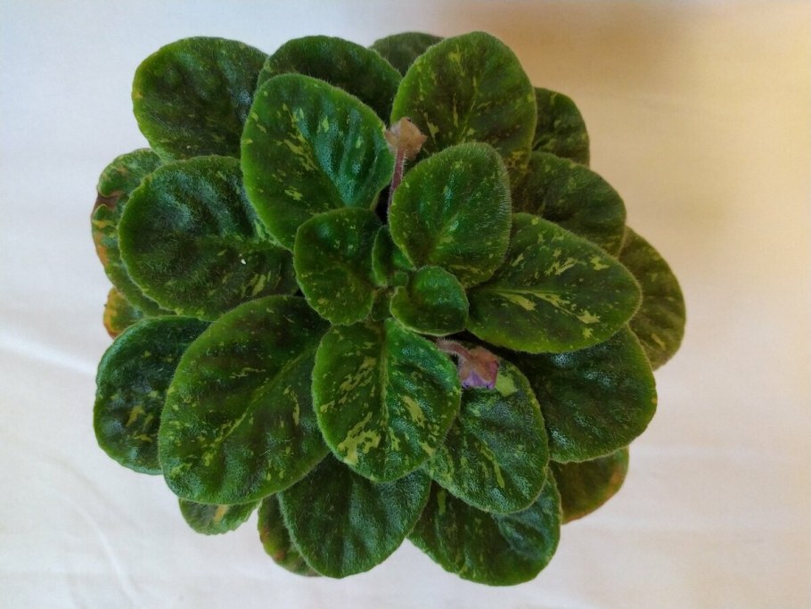 Фиалка Pink Fantasy