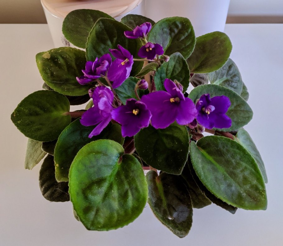 Фиалка сантпаулия