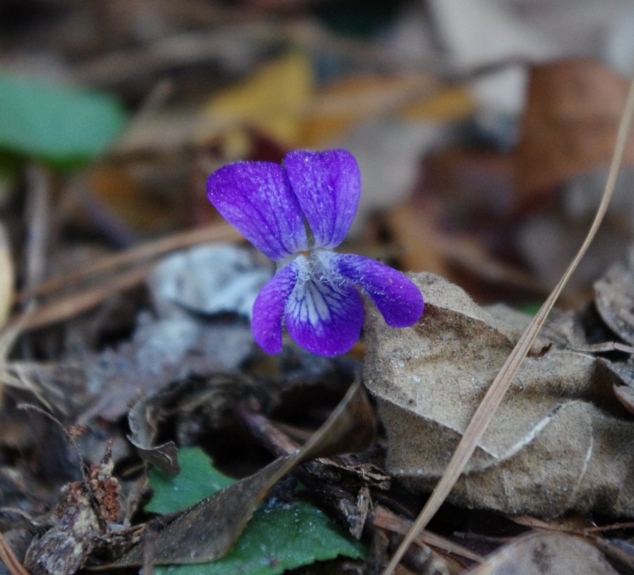 Фиалка лысая фото