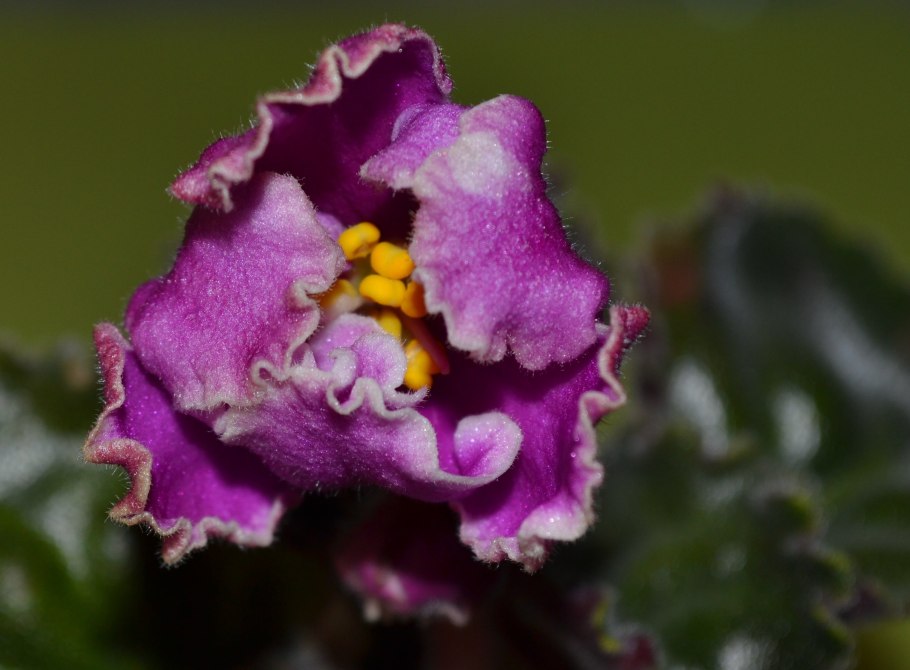 Фиалка ек берегиня