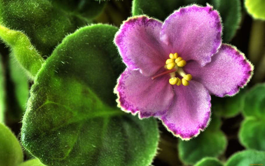 Сенполия узамбарская фиалка