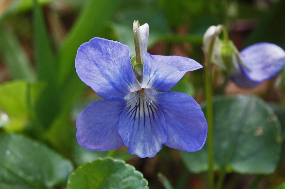 Viola epipsila Ledeb