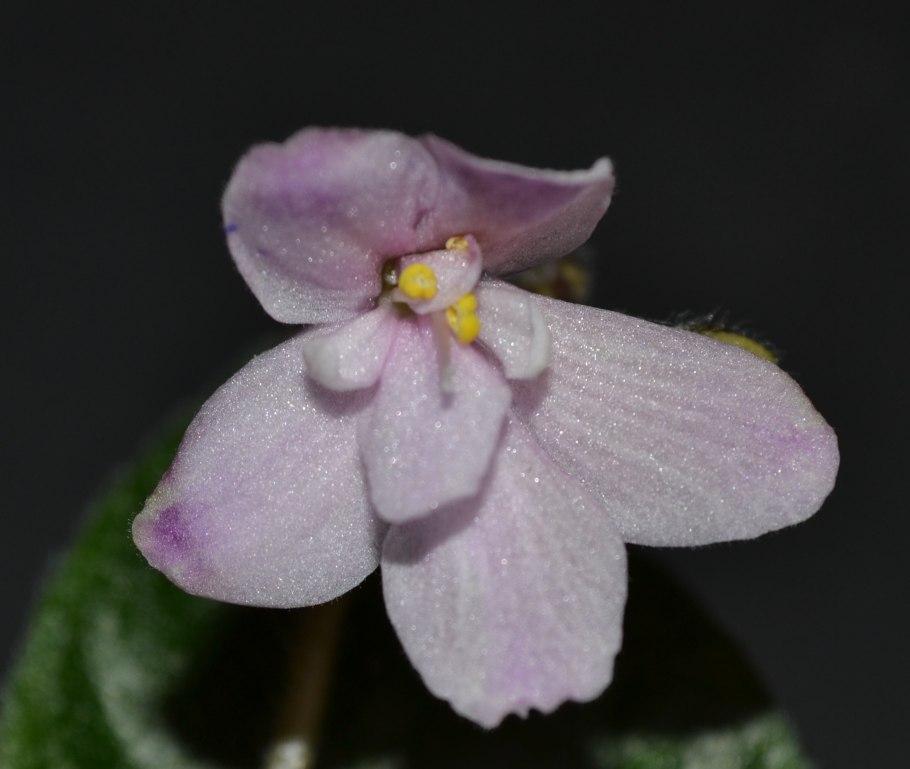 Viola epipsila Шамров