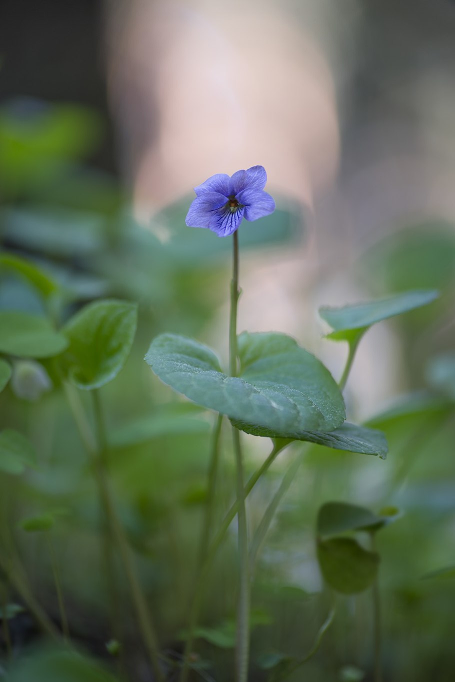 Viola epipsila