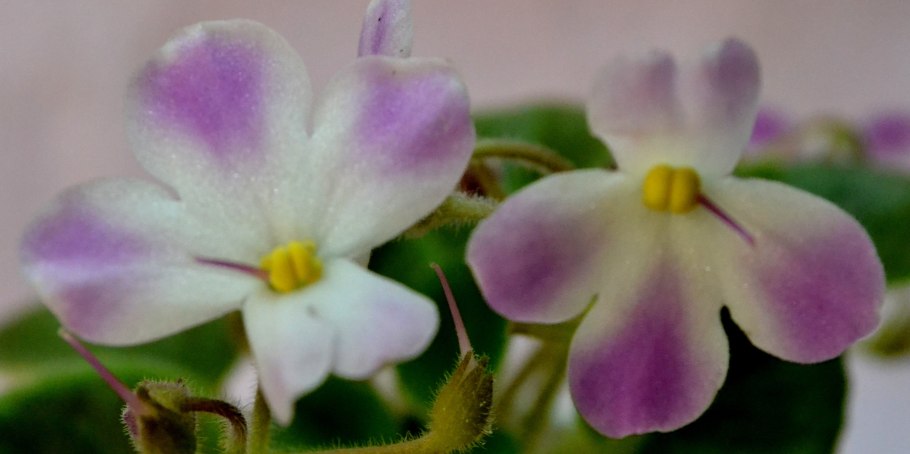 Фиалка джулия