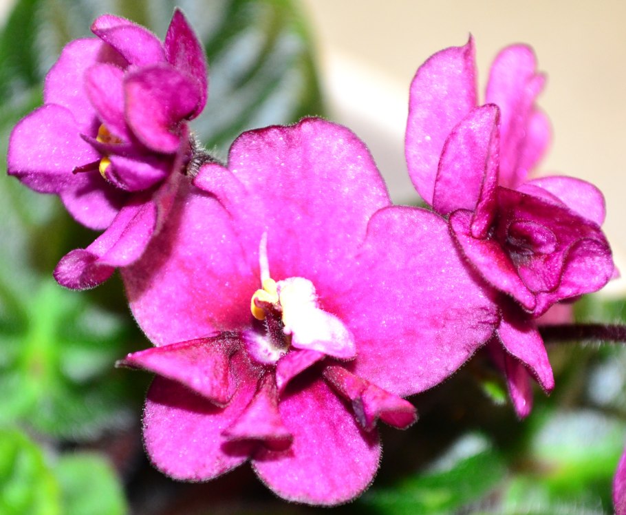 Фиалка клобучковая