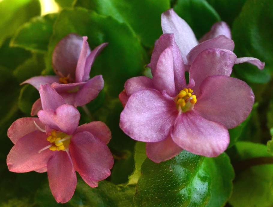 Фиалка ванда