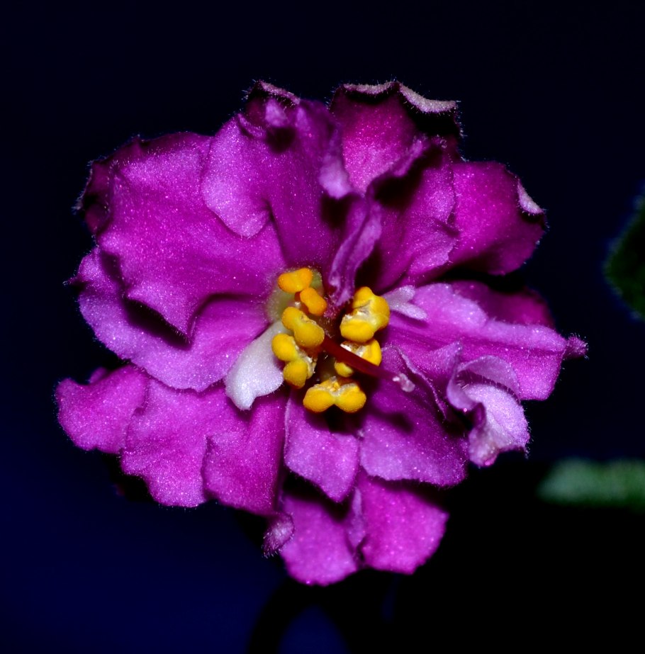 Фиалка ЕК-весенний ветерок