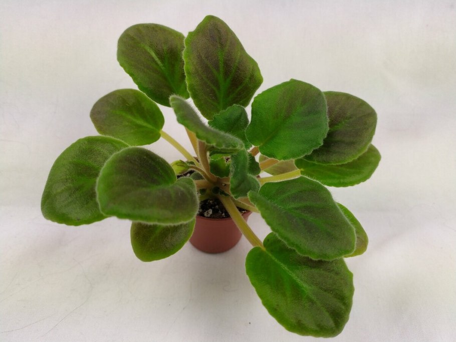 Африкан Виолет-сенполия