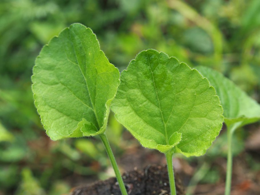 Рассада дыни всходы