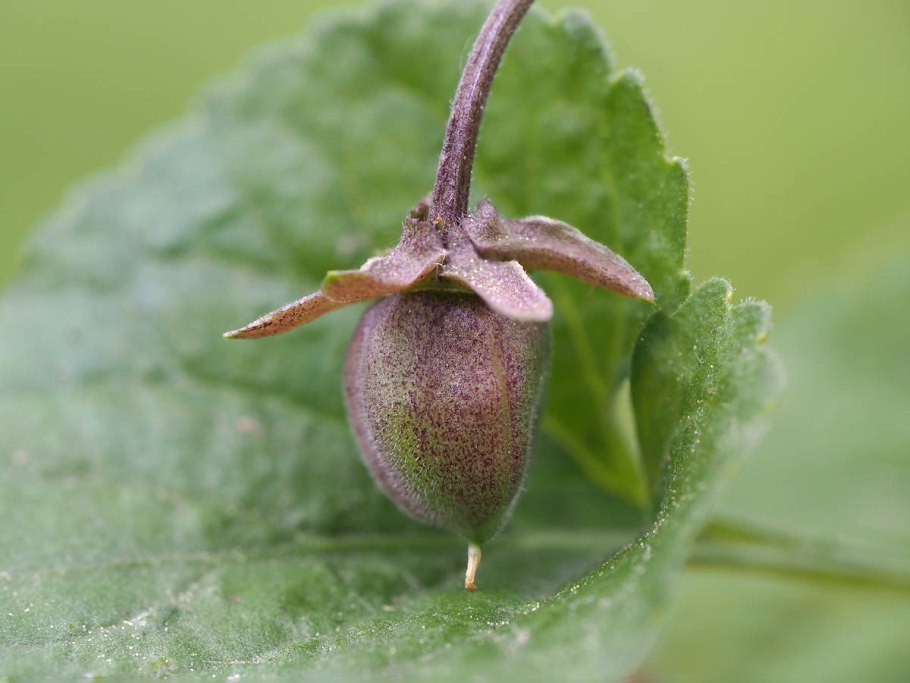 Фиалка топяная – Viola uliginosa Bess
