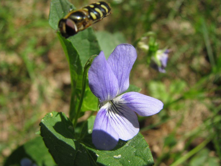 Viola epipsila клейстогамия