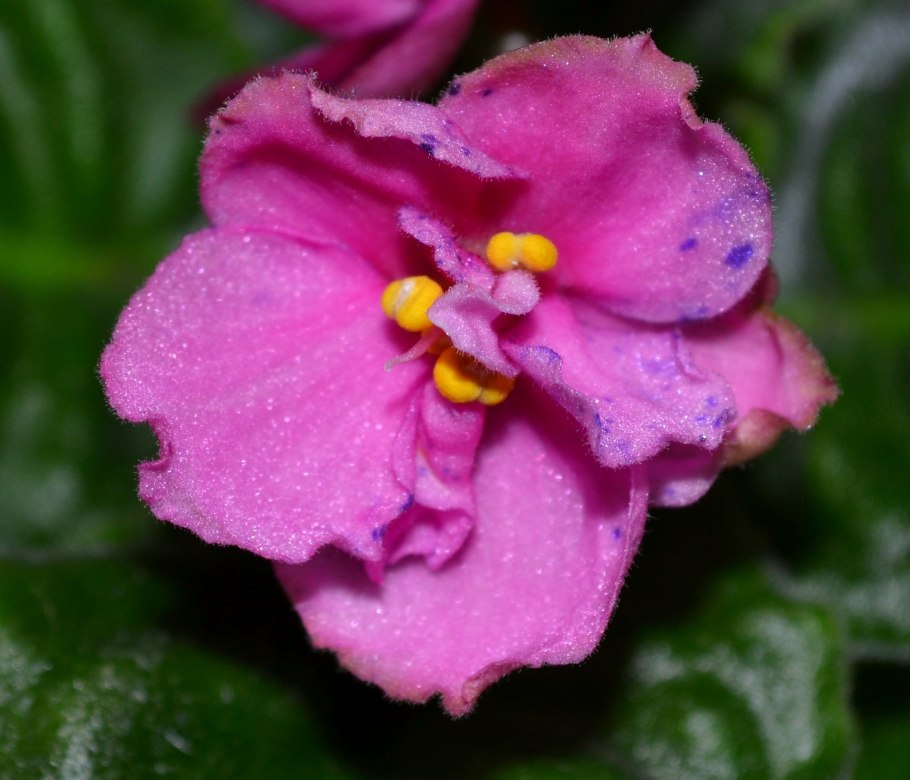 Фиалка марсианка