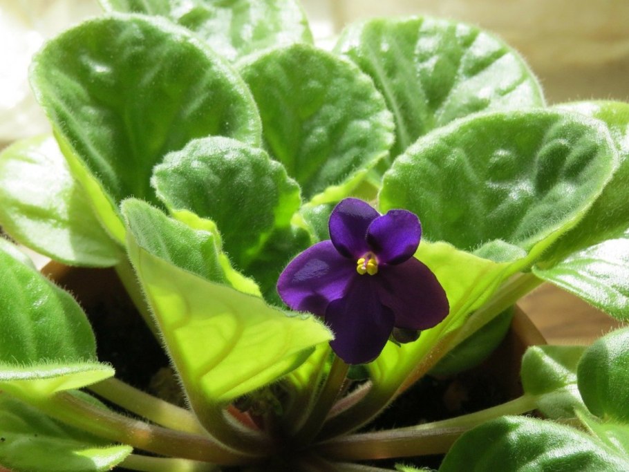 Viola nephrophylla
