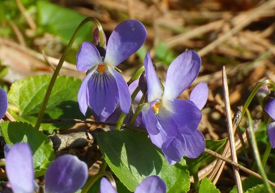 Фиалка душистая