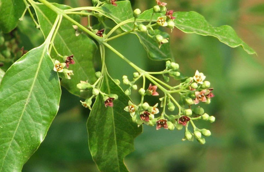 Омела белая